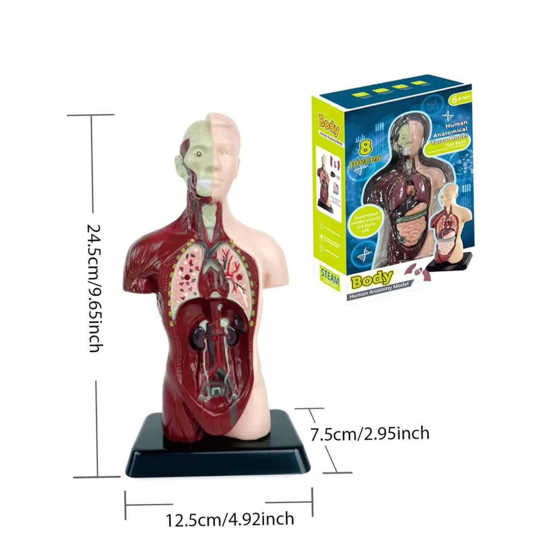 Juguete de Anatomía Cuerpo Humano 24cm - Martina Baby & Kids