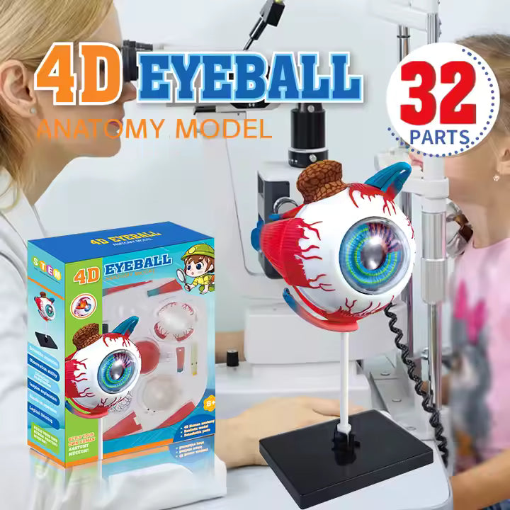 Ojo Humano Modelo De Globo Ocular Anatomía Del Ojo - Martina Baby & Kids