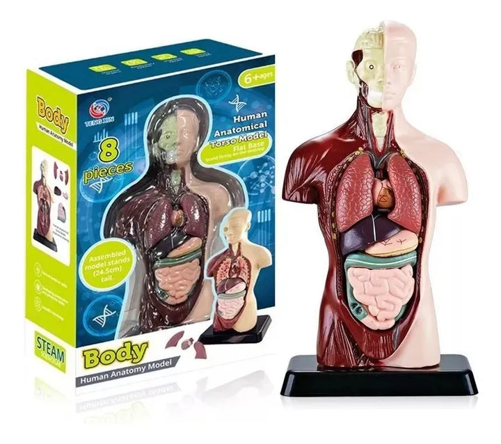 Juguete de Anatomía Cuerpo Humano 24cm - Martina Baby & Kids