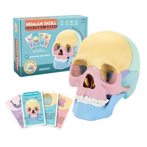 Cráneo Anatómico Didáctico Armable 4D Educativo 15 Piezas - Martina Baby & Kids