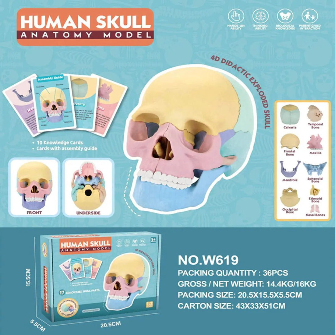 Cráneo Anatómico Didáctico Armable 4D Educativo 15 Piezas - Martina Baby & Kids