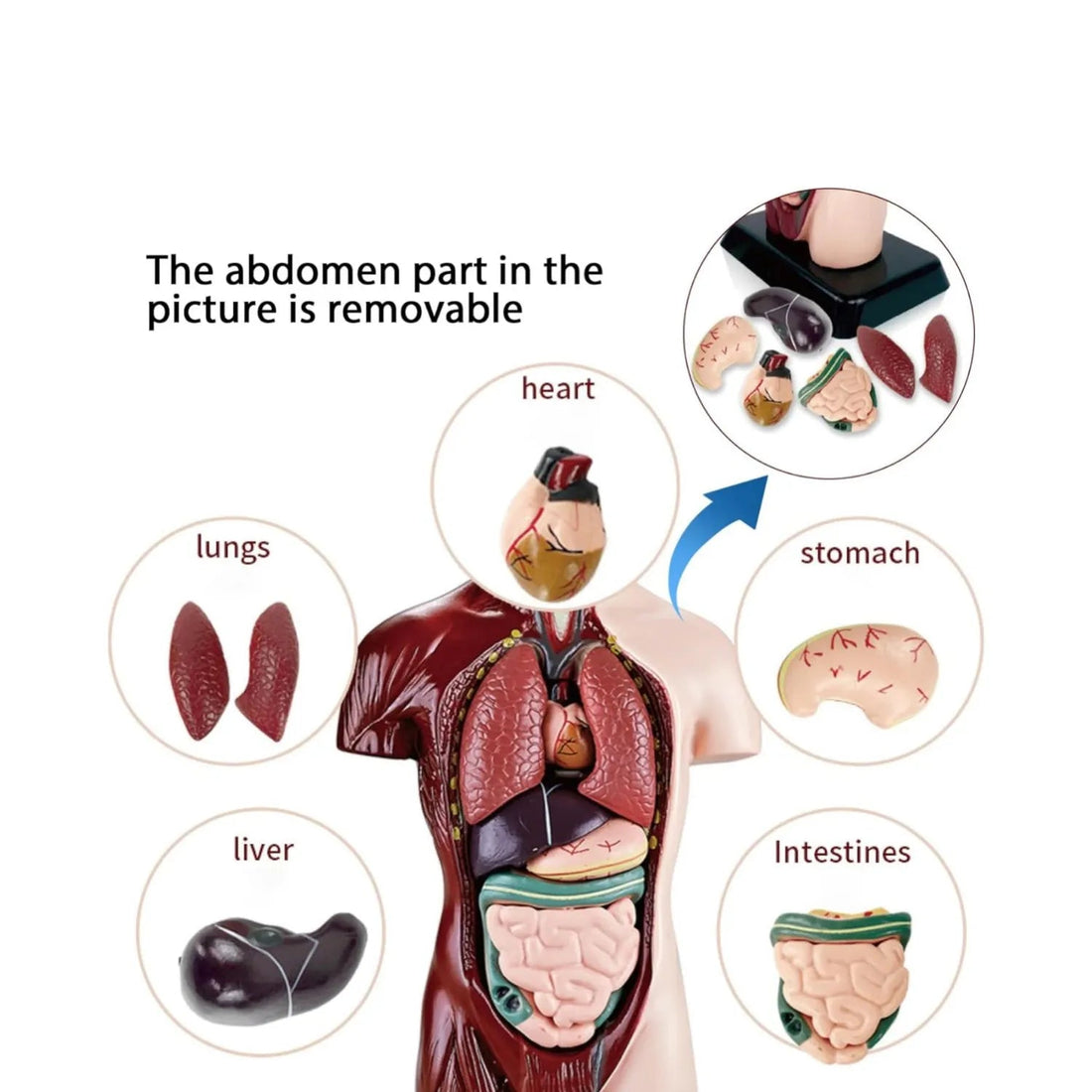 Juguete de Anatomía Cuerpo Humano 24cm - Martina Baby & Kids