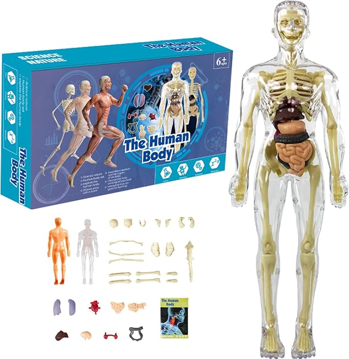 Cuerpo Humano Transparente para Niños: Anatomía en 29 Piezas - Martina Baby & Kids