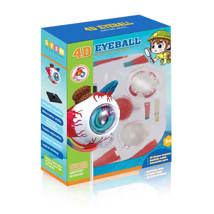 Ojo Humano Modelo De Globo Ocular Anatomía Del Ojo - Martina Baby & Kids