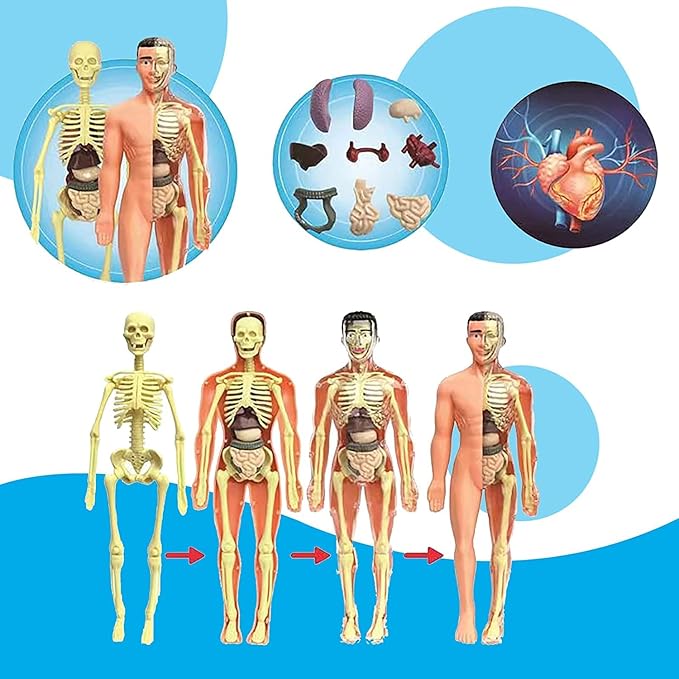 Juguete modelo del cuerpo humano realista para niños - Martina Baby & Kids