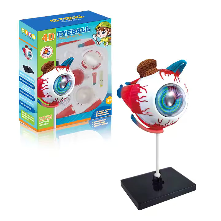Ojo Humano Modelo De Globo Ocular Anatomía Del Ojo - Martina Baby & Kids