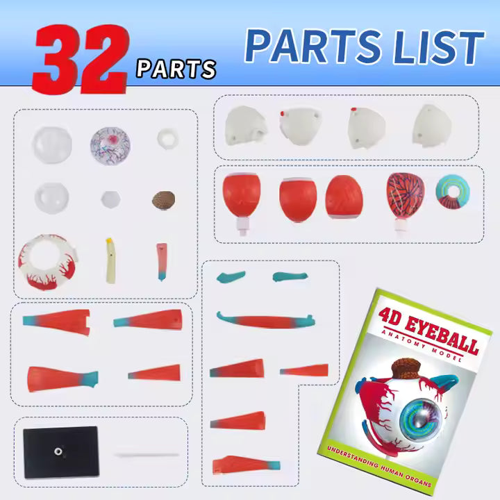 Ojo Humano Modelo De Globo Ocular Anatomía Del Ojo - Martina Baby & Kids