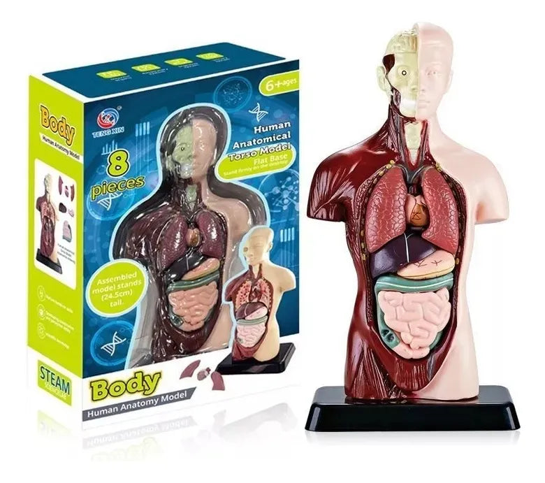 Juguete de Anatomía Cuerpo Humano 24cm - Martina Baby & Kids