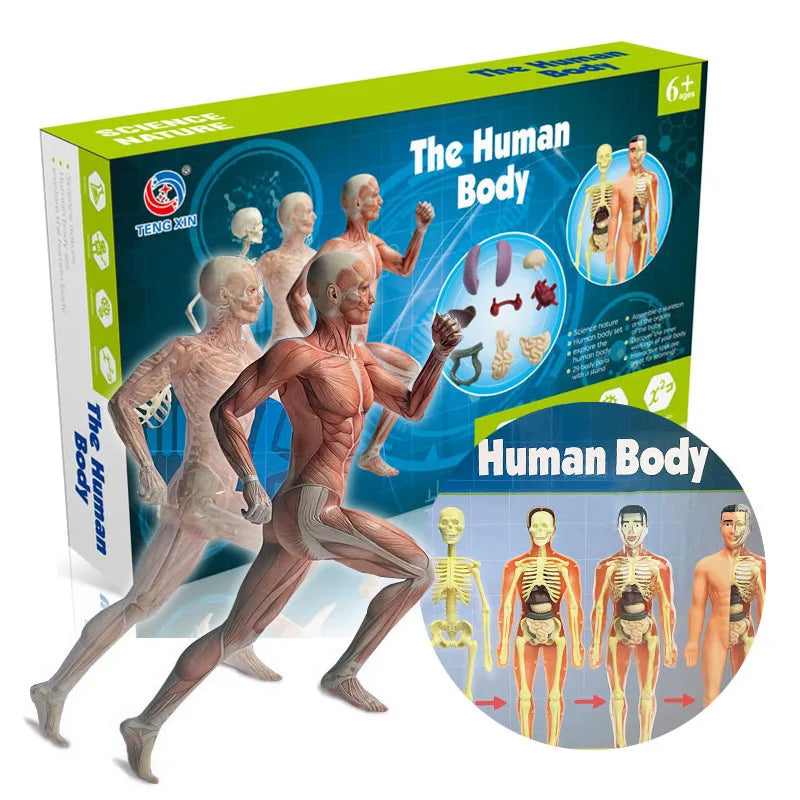 Modelo de cuerpo humano, juego de enseñanza, partes del cuerpo, órganos que brillan en la oscuridad, herramienta de enseñanza para niños | en línea Modelo de cuerpo humano, juego de enseñanza, partes del cuerpo, órganos que brillan en la oscuridad, herramienta de enseñanza para niños | en línea