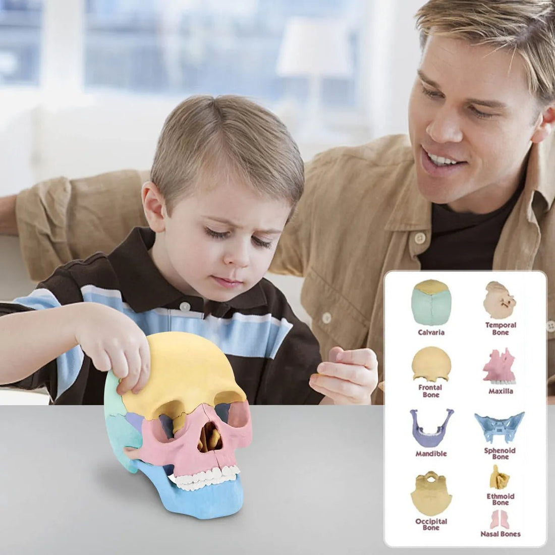 Cráneo Anatómico Didáctico Armable 4D Educativo 15 Piezas - Martina Baby & Kids