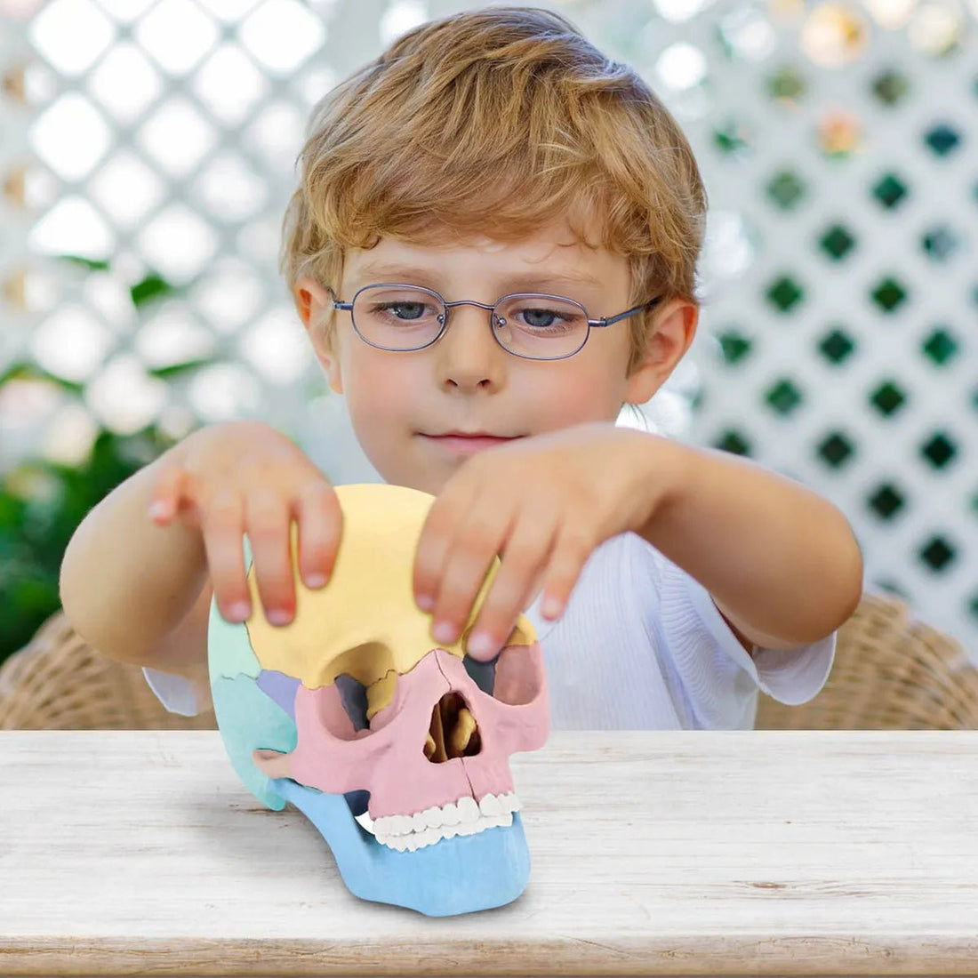 Cráneo Anatómico Didáctico Armable 4D Educativo 15 Piezas - Martina Baby & Kids