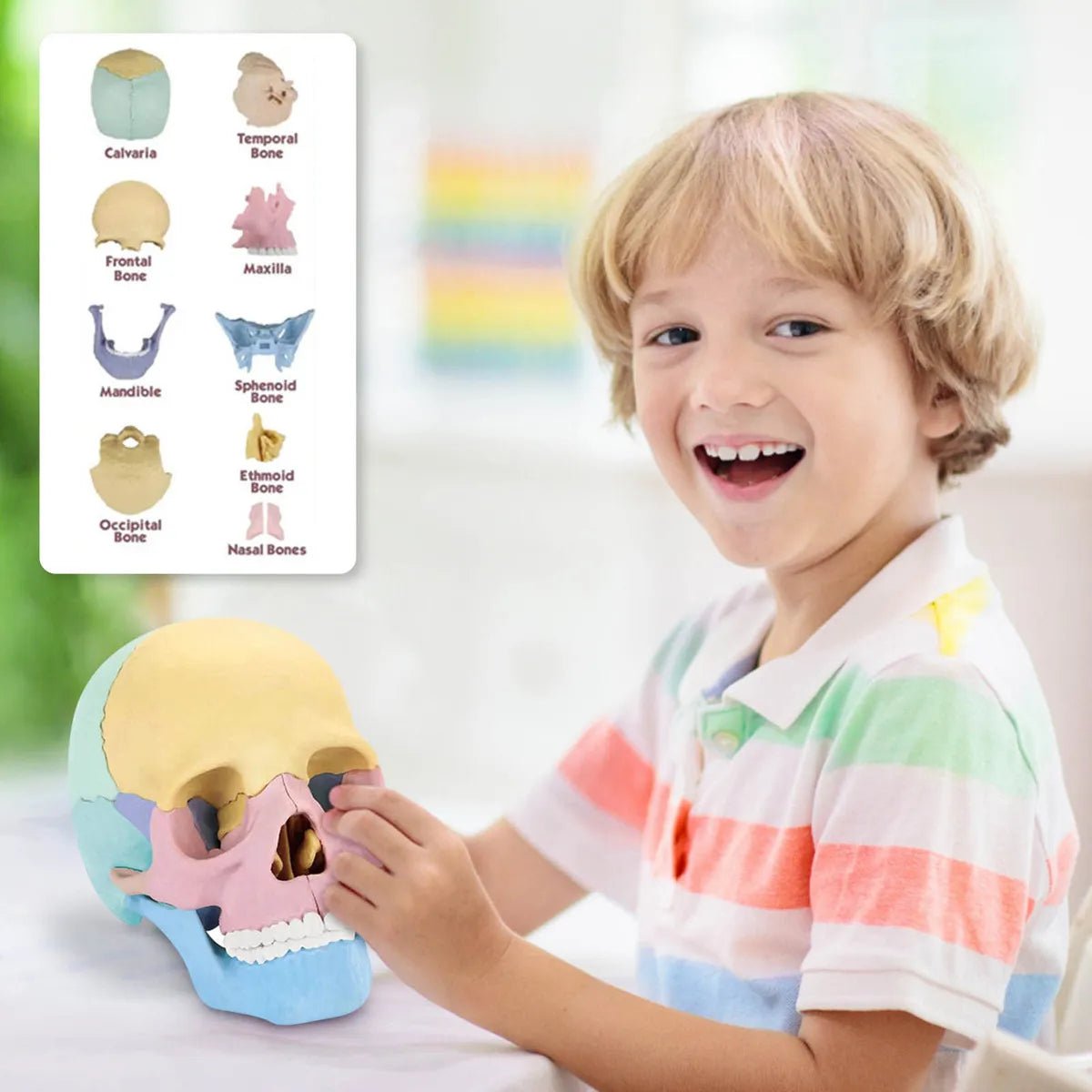 Cráneo Anatómico Didáctico Armable 4D Educativo 15 Piezas - Martina Baby & Kids