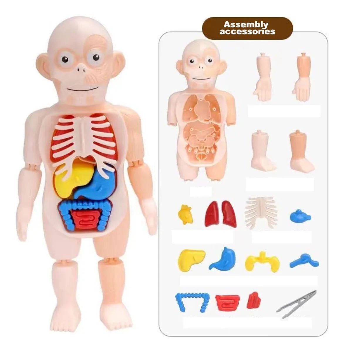 Juguete Cuerpo Humano para Niños Modelo 3D Órgano Humano - Martina Baby & Kids