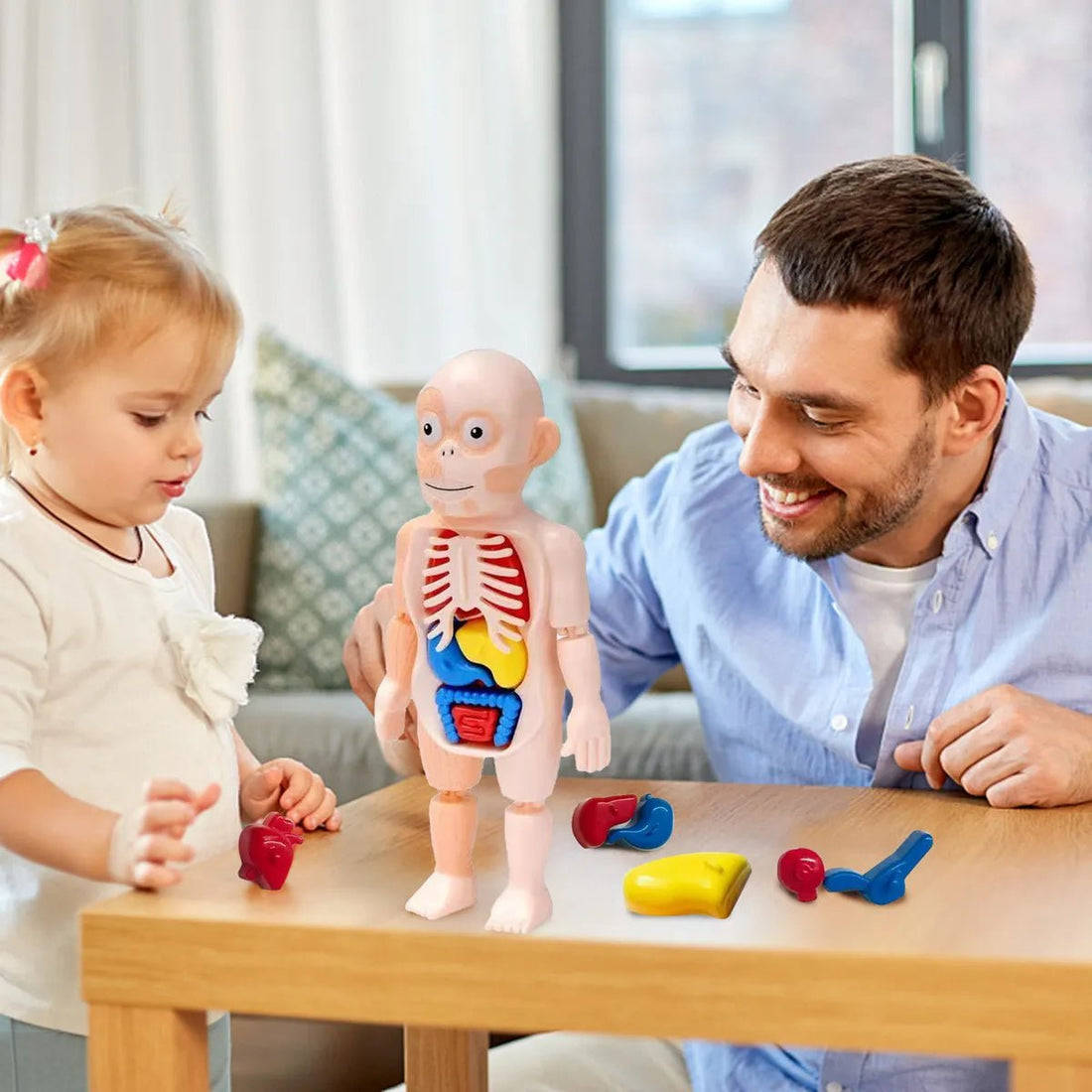 Juguete Cuerpo Humano para Niños Modelo 3D Órgano Humano - Martina Baby & Kids