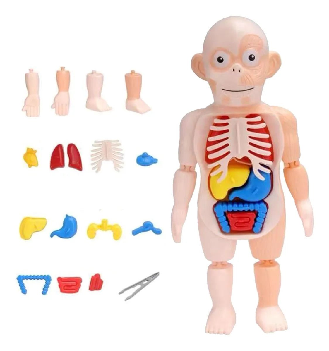 Juguete Cuerpo Humano para Niños Modelo 3D Órgano Humano - Martina Baby & Kids