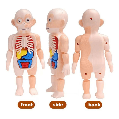 Juguete Cuerpo Humano para Niños Modelo 3D Órgano Humano - Martina Baby & Kids