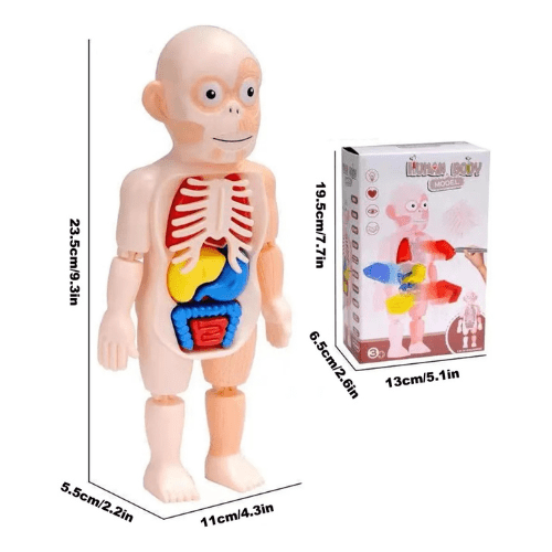 Juguete Cuerpo Humano para Niños Modelo 3D Órgano Humano - Martina Baby & Kids