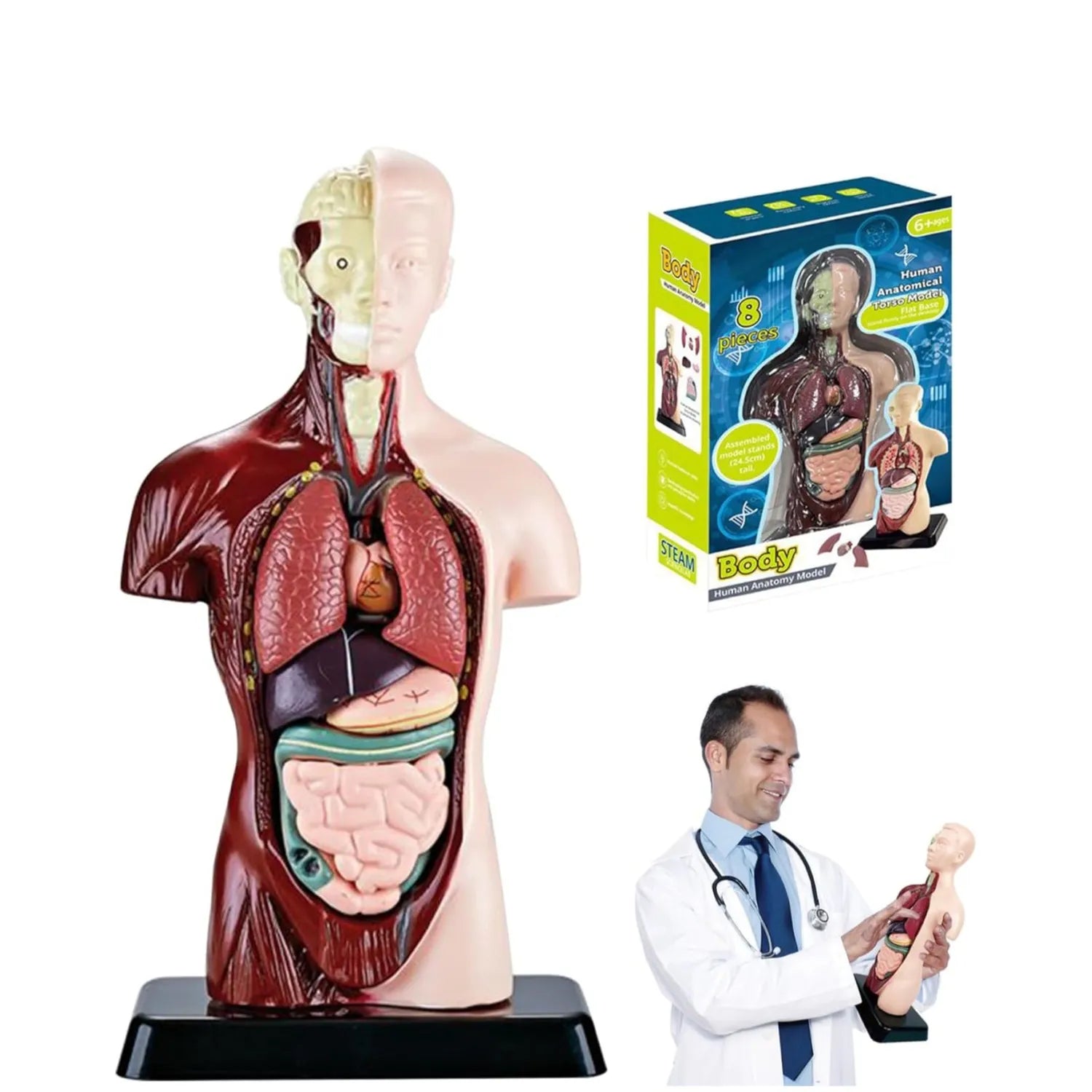 Juguete de Anatomía Cuerpo Humano 24cm - Martina Baby & Kids