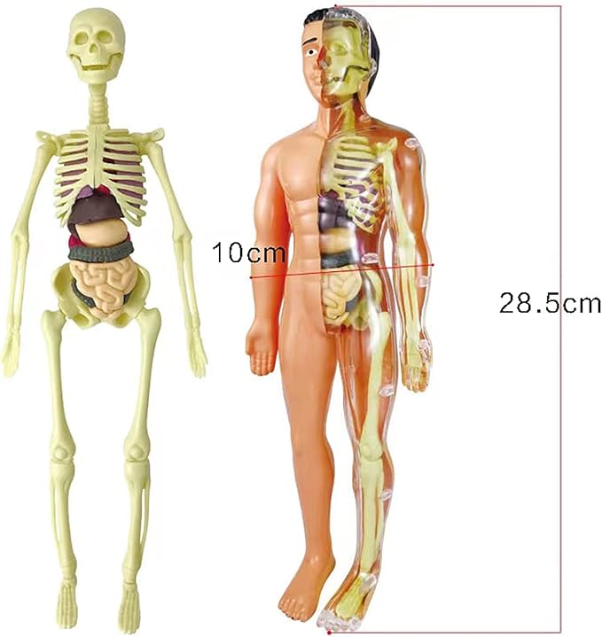 Juguete modelo del cuerpo humano realista para niños - Martina Baby & Kids