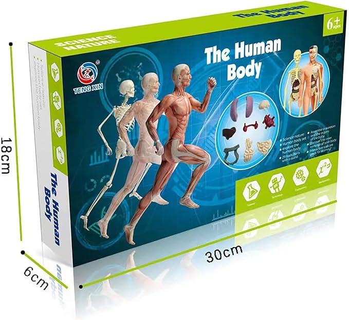 Juguete modelo del cuerpo humano realista para niños - Martina Baby & Kids