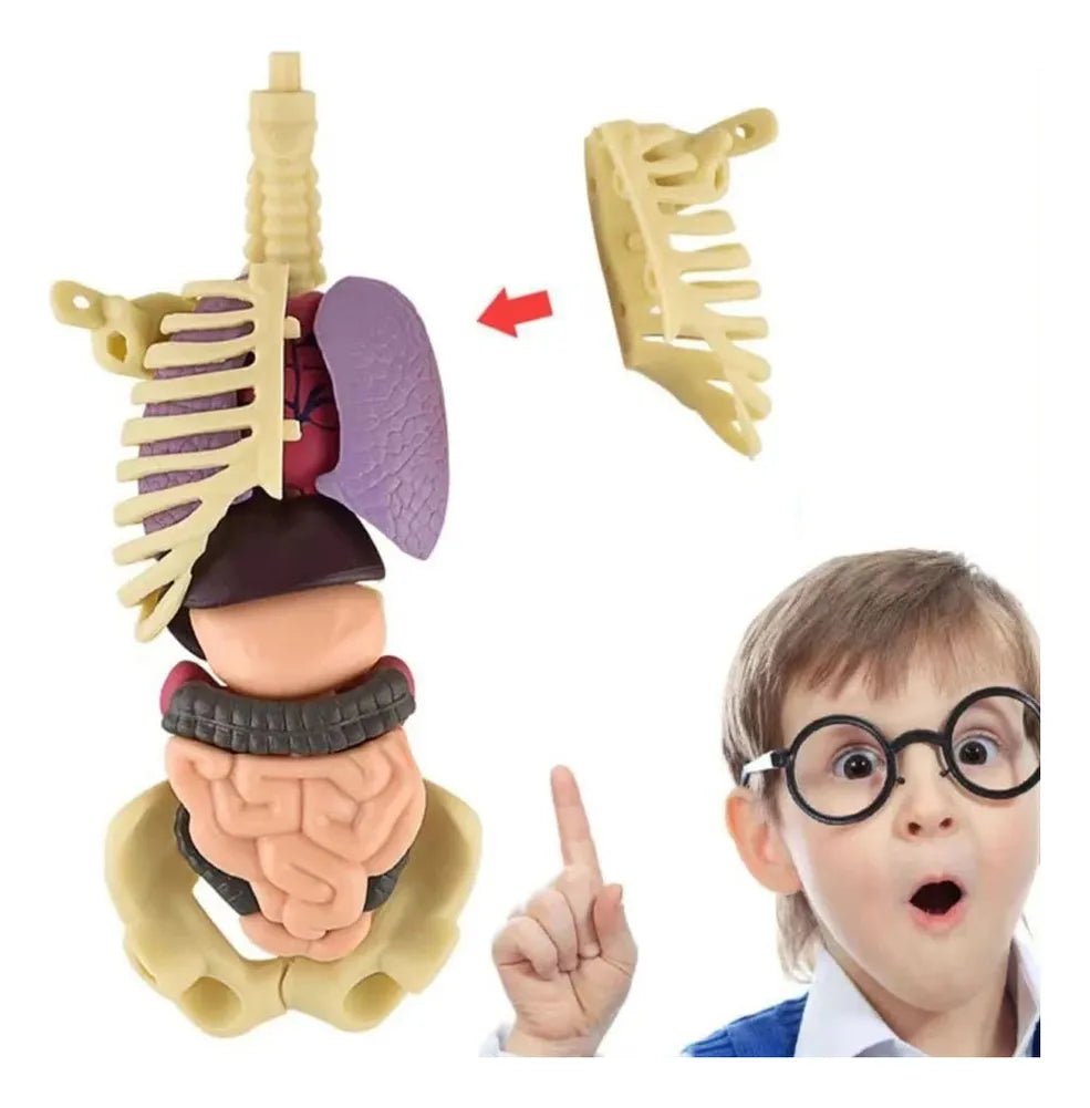Juguete modelo del cuerpo humano realista para niños - Martina Baby & Kids