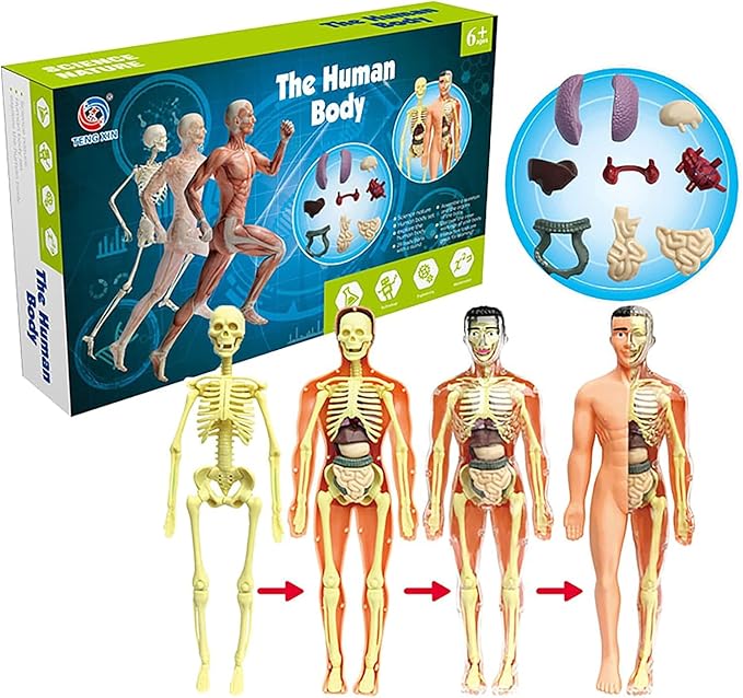 Juguete modelo del cuerpo humano realista para niños - Martina Baby & Kids