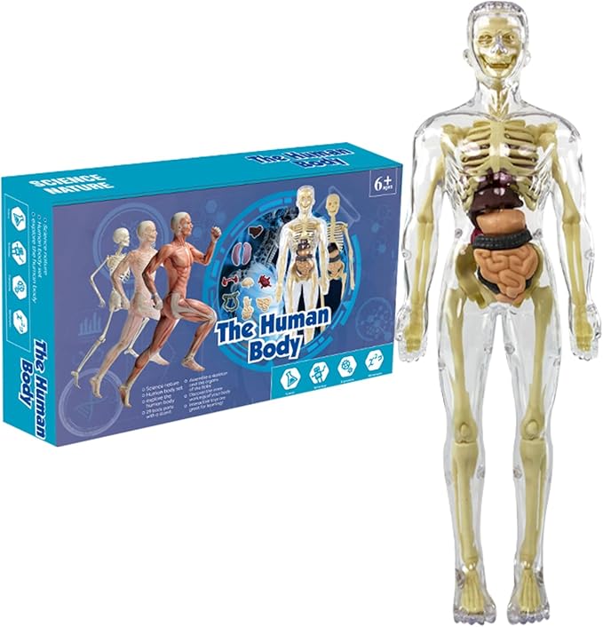 Cuerpo Humano Transparente para Niños: Anatomía en 29 Piezas - Martina Baby & Kids